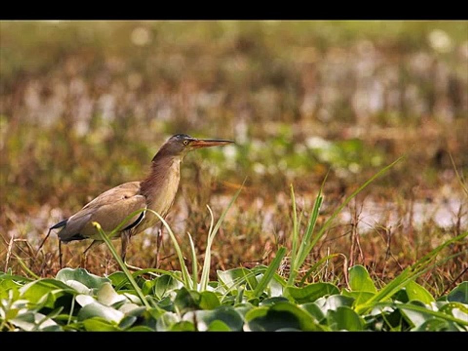 It's really amazing Birds