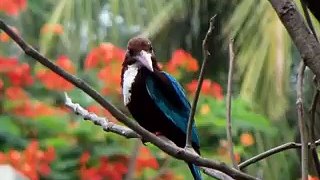 Loving beautiful Birds