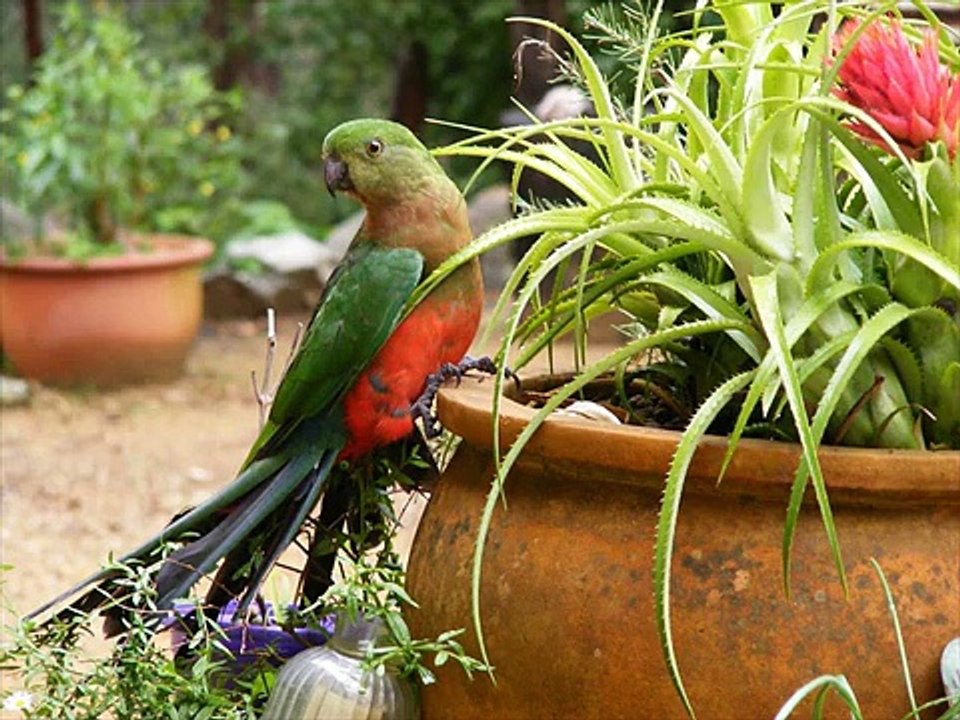 All Kinds of Birds of the woreld