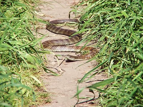 Western blind snake Kingdom Of Snakes