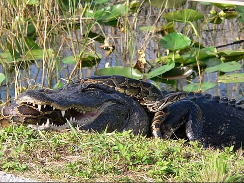 African beaked snake Kingdom Of Snakes