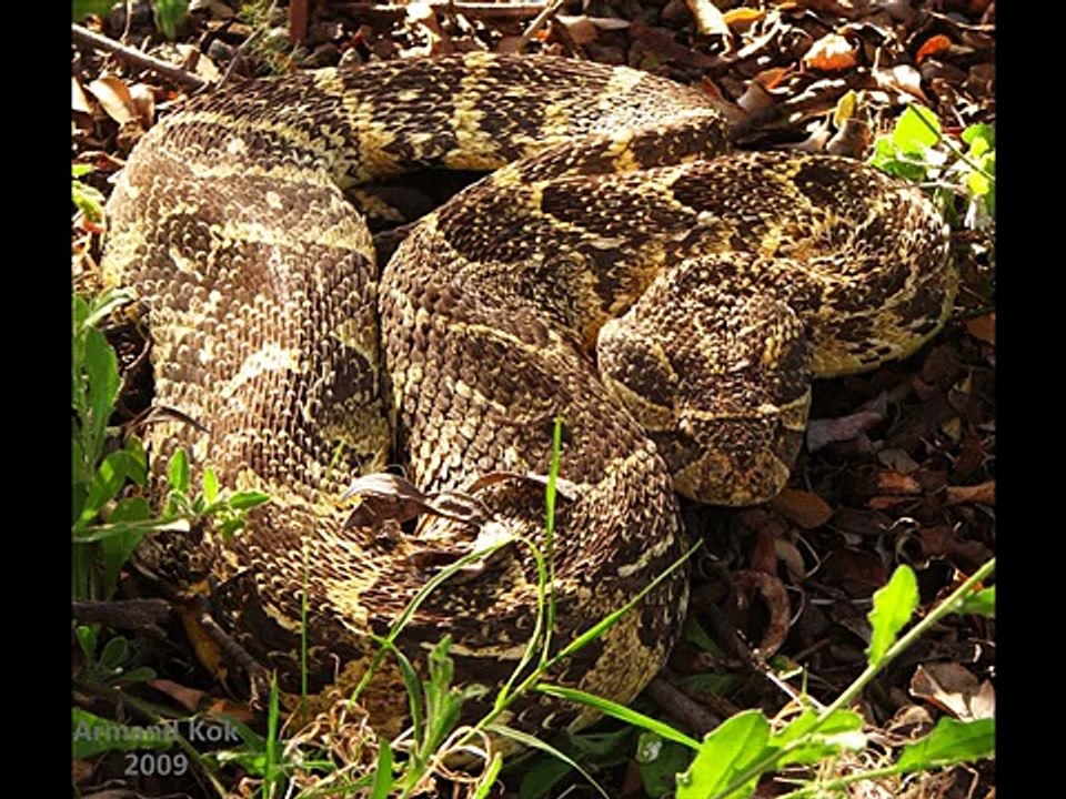 African puff adder Kingdom Of Snakes