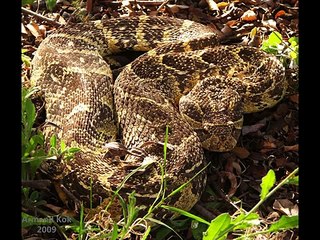 African puff adder Kingdom Of Snakes