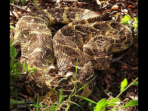 African puff adder Kingdom Of Snakes