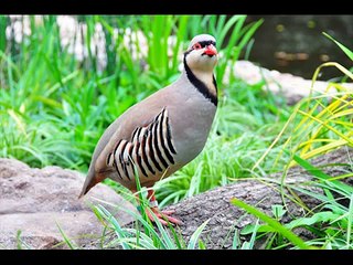 Wonderful Birds i really like it