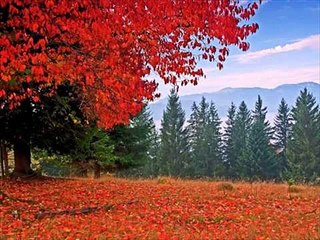 Nice looking all Birds