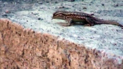 Sagebrush Lizard eating Flying Ant