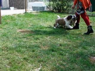 Gwendy x Gailord a 7 semaines dans le jardin