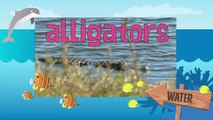 ALLIGATORS - Animals for children. Kids videos. Kindergarten - Preschool learning
