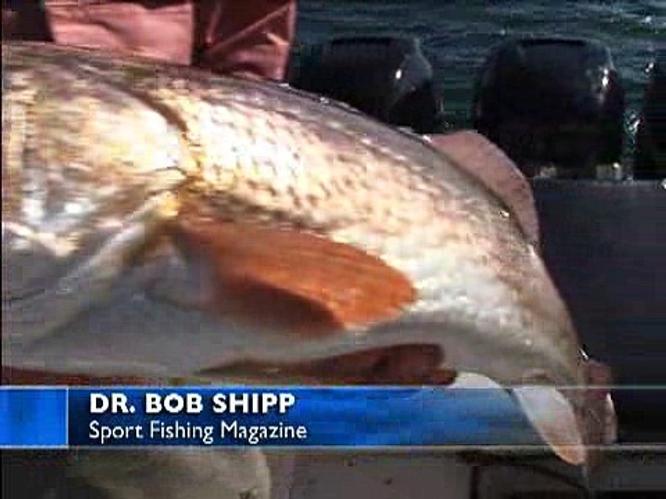 All About Black Drum
