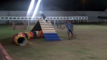 1º Encontro Border Collies Fortaleza Ce PirataEAOS Adestramento Comportamento Agility Showdog Demo