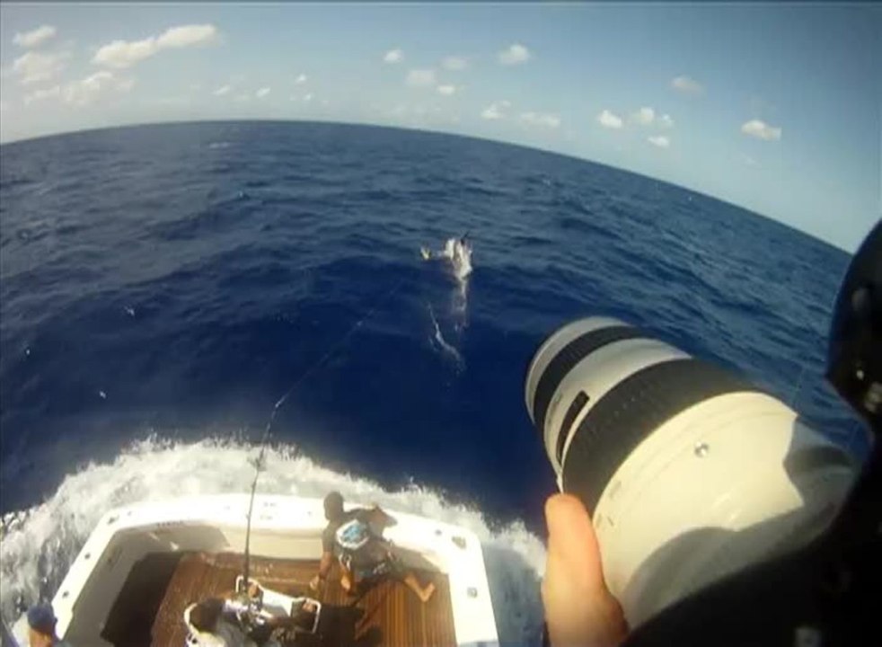 Giant Black Marlin Release