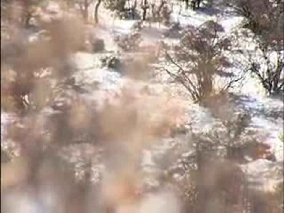 Elk Hunt