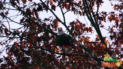 BALD EAGLE- Animals for children. Kids videos. Kindergarten - Preschool learning