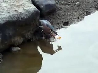 Risking it all and getting the return!! This bird had to take some serious calculations before making the option.