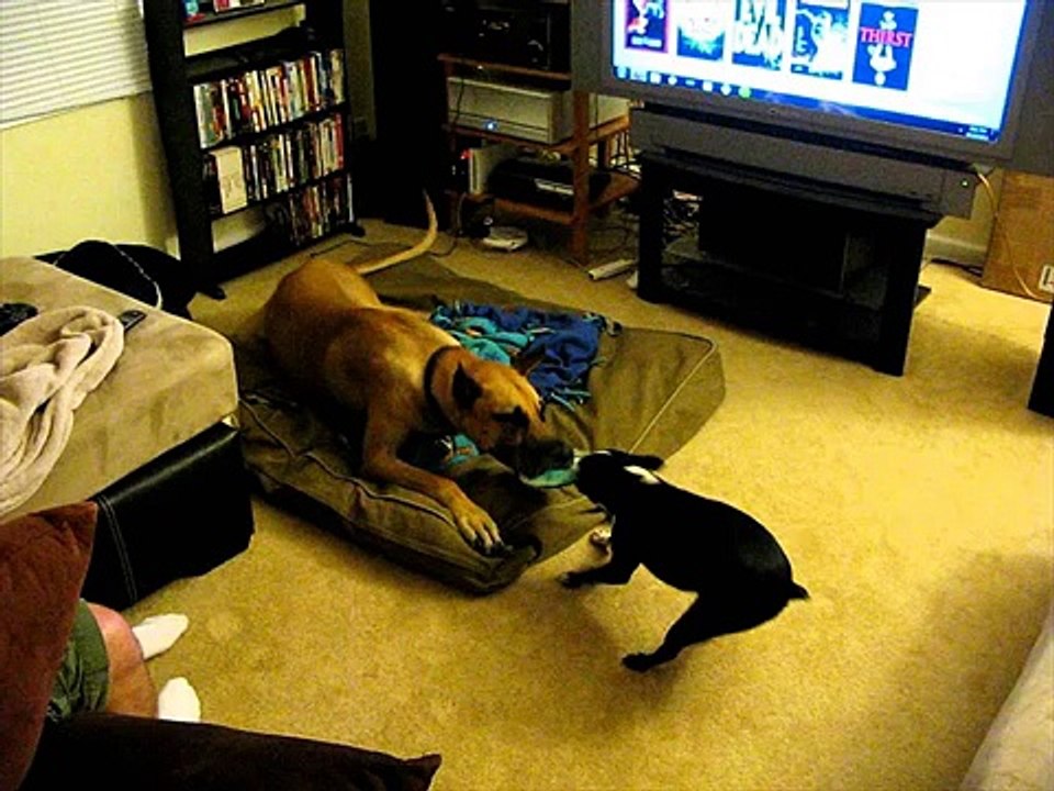 Boston Terrier