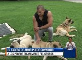 El exceso de amor puede convertir a los perros en animales peligros