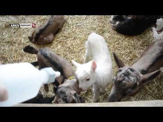 Report TV - Made in Albania viziton kompleksin blegtoral "Impuls" në Fushë-Krujë