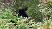 BLACK BEARS- Animals for children. Kids videos. Kindergarten - Preschool learning