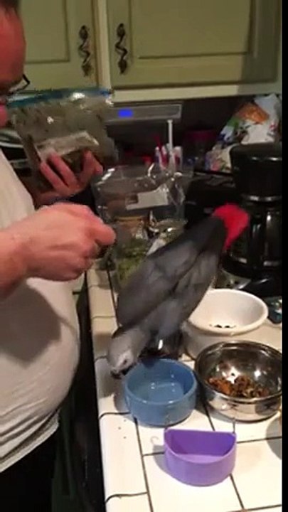 African Grey Parrot is way too impatient for dinner