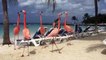 Розовый фламинго на пляже. Pink flamingos on the beach
