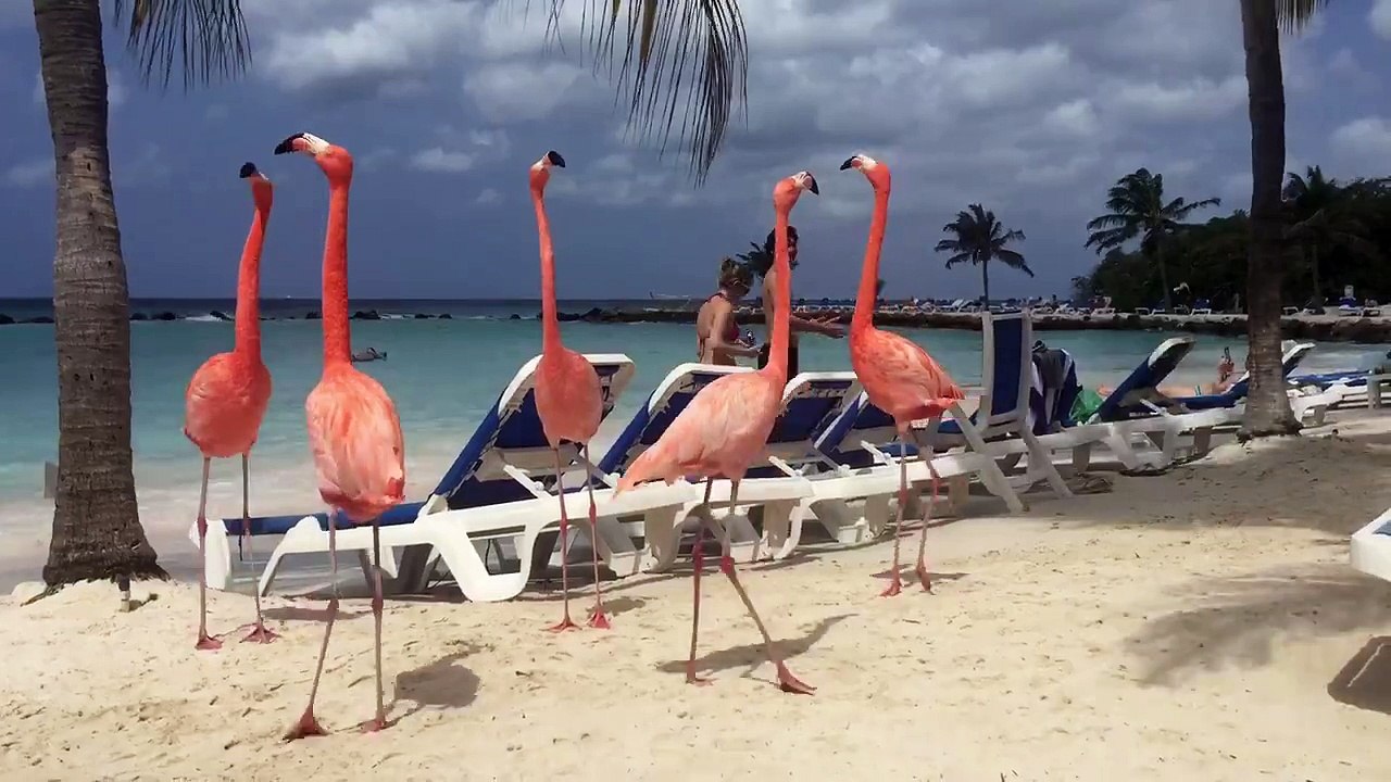 Розовый фламинго на пляже. Pink flamingos on the beach