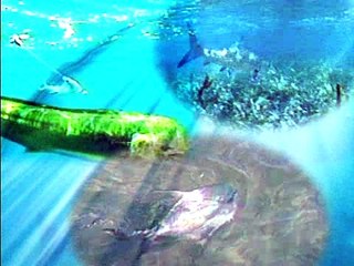 Guy Harvey and Kent Study Billfish