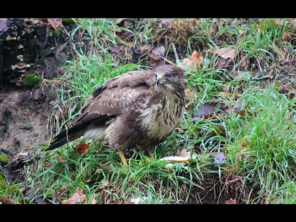 Common Buzzard