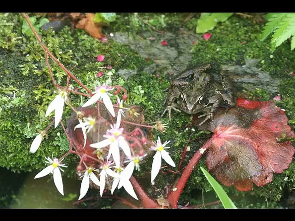 Common Frog