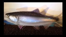 Glass Salmon Coho Silver by Isaiah W. Heyer