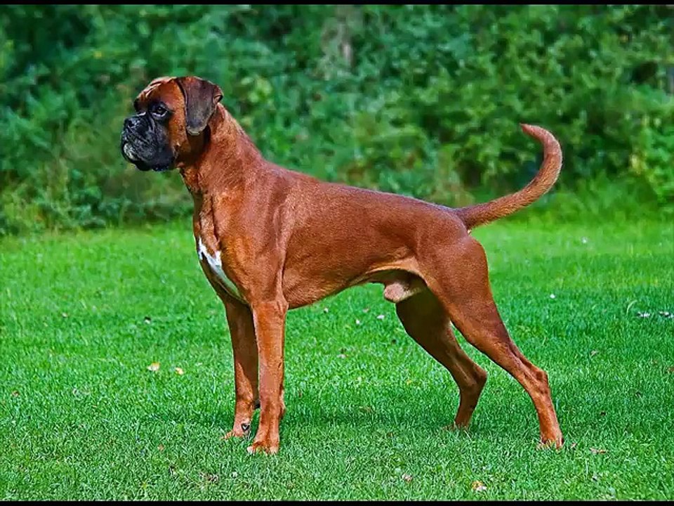 Deutsche Bracke