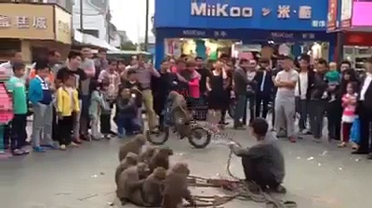bandar (monkey) Don