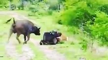 ارسے شیر کو دن میں تارے دکھا دیے ہیں ان بھینسوں نے ۔۔ کمال ہے بھی