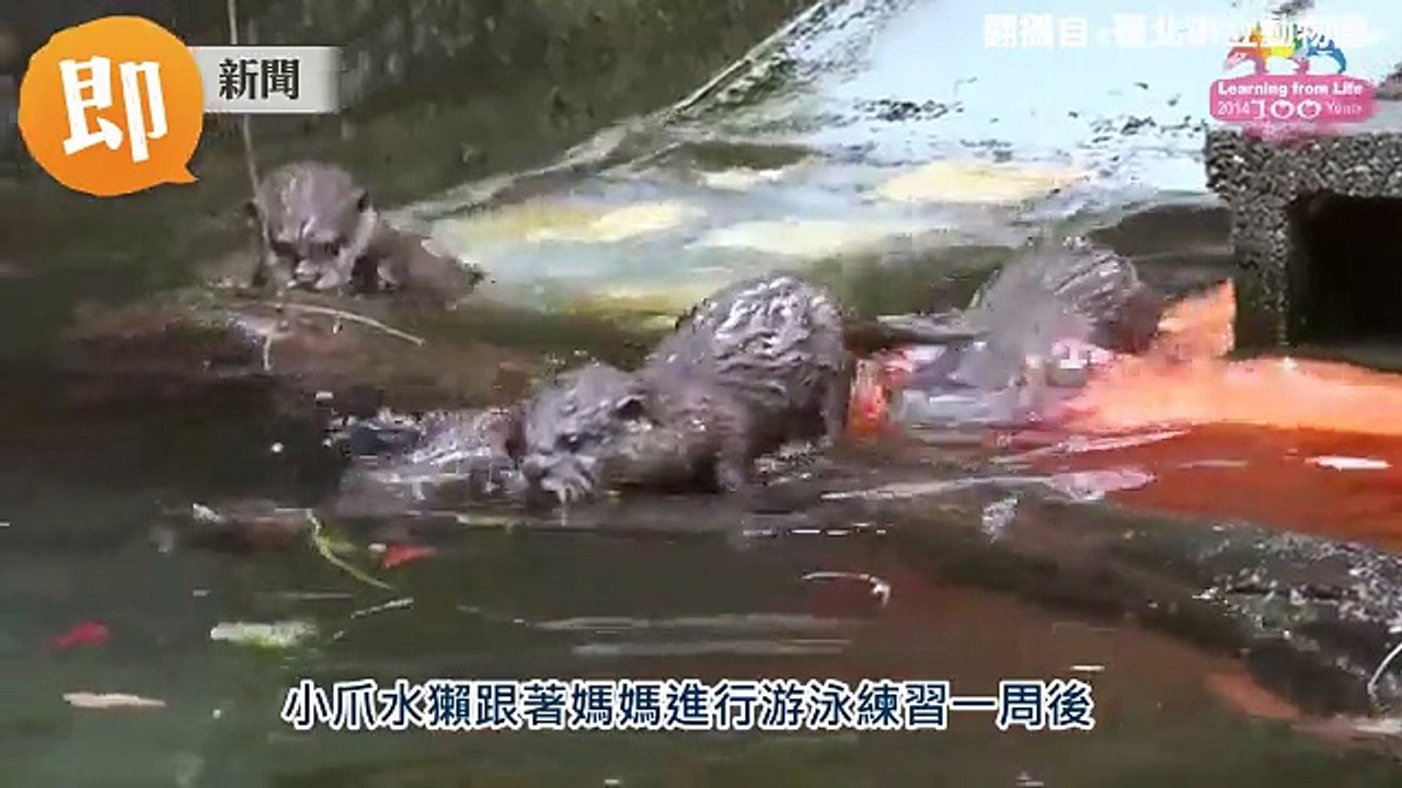 即新聞 - 小爪水獺五胞胎玩水打鬧　春假期間超萌登場！ _ Facebook