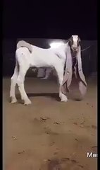 ارے باپ رے ۔۔ اتنے بڑے کان  اس بکرے کا ۔۔ سبحان اللہ