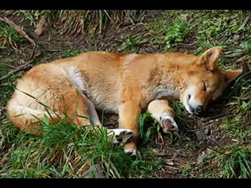 Dingo
