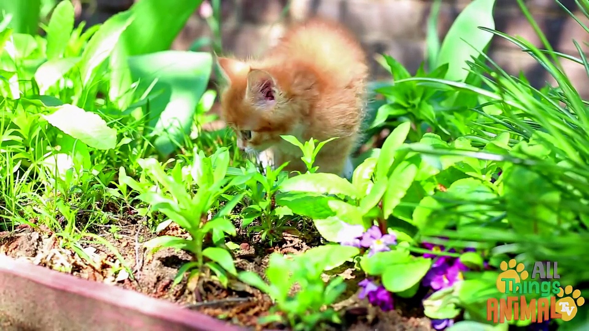 CATS - Animals for children. Kids Videos. Preschool Learning