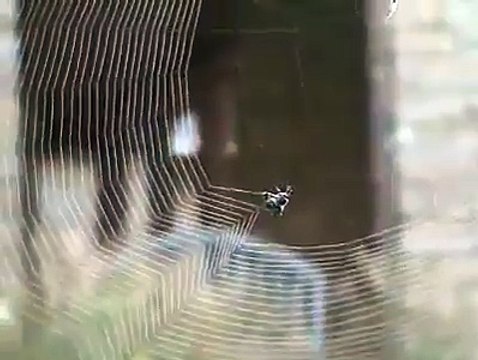 اللہ کی قدرت دیکھیں، پسند آئے تو شیئر کریں