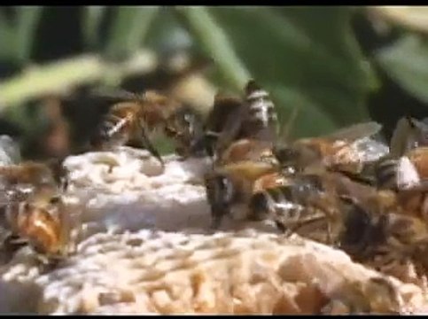 OUCH That HURTS! Yellow Jacket & Honey Bee Sting Closeup! ALLFloridaBeeRemoval.com 800.343.5317