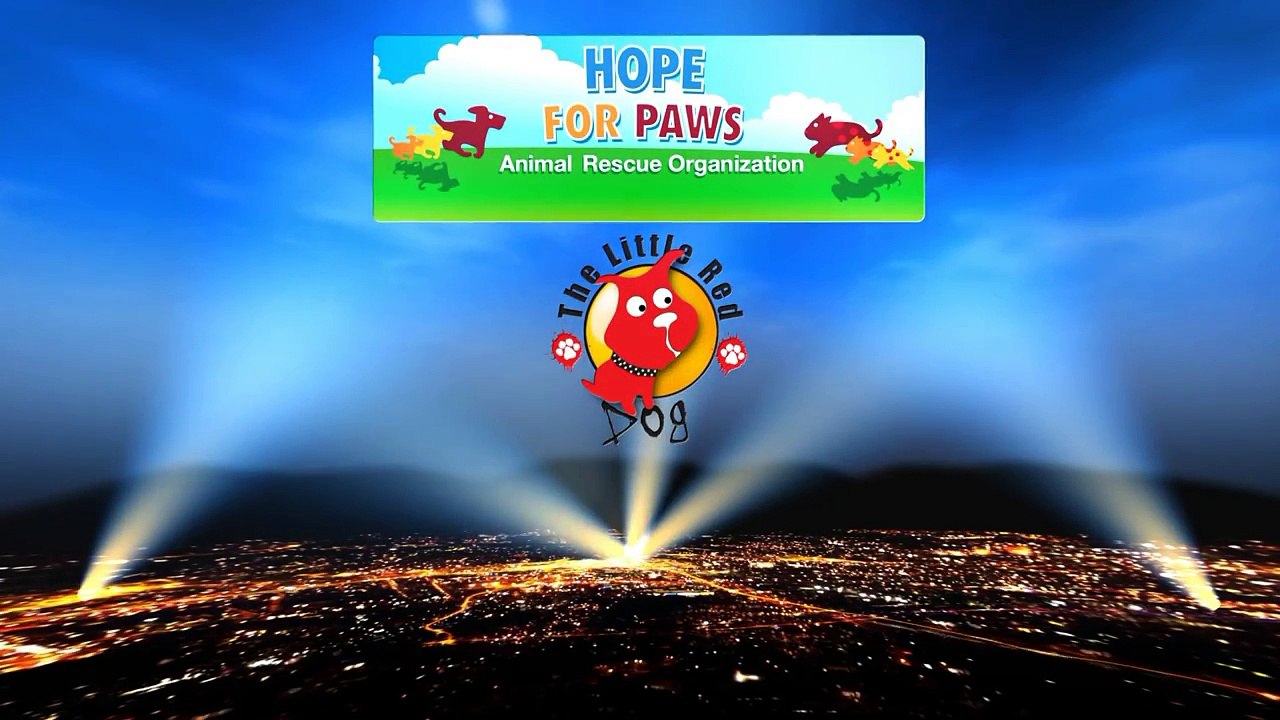 Eles pensavam vir ajudar um Pitbull perigoso, mas finalmente uma grande surpresa esperava por eles!