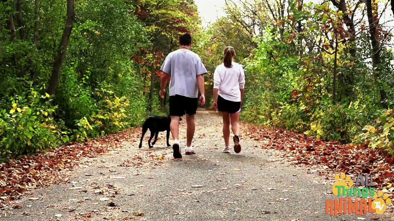 DOGS- Animals for children. Kids videos. Kindergarten - Preschool learning