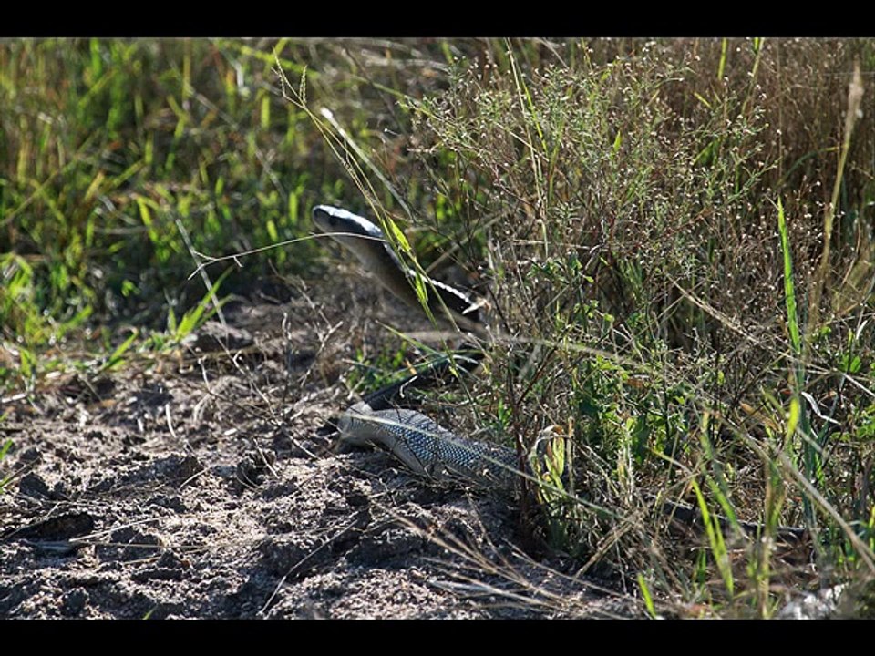 Black mamba Kingdom Of Snakes