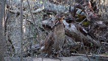 Ruffed Grouse Drumming in Sleeping Giant Provincial Park 2012