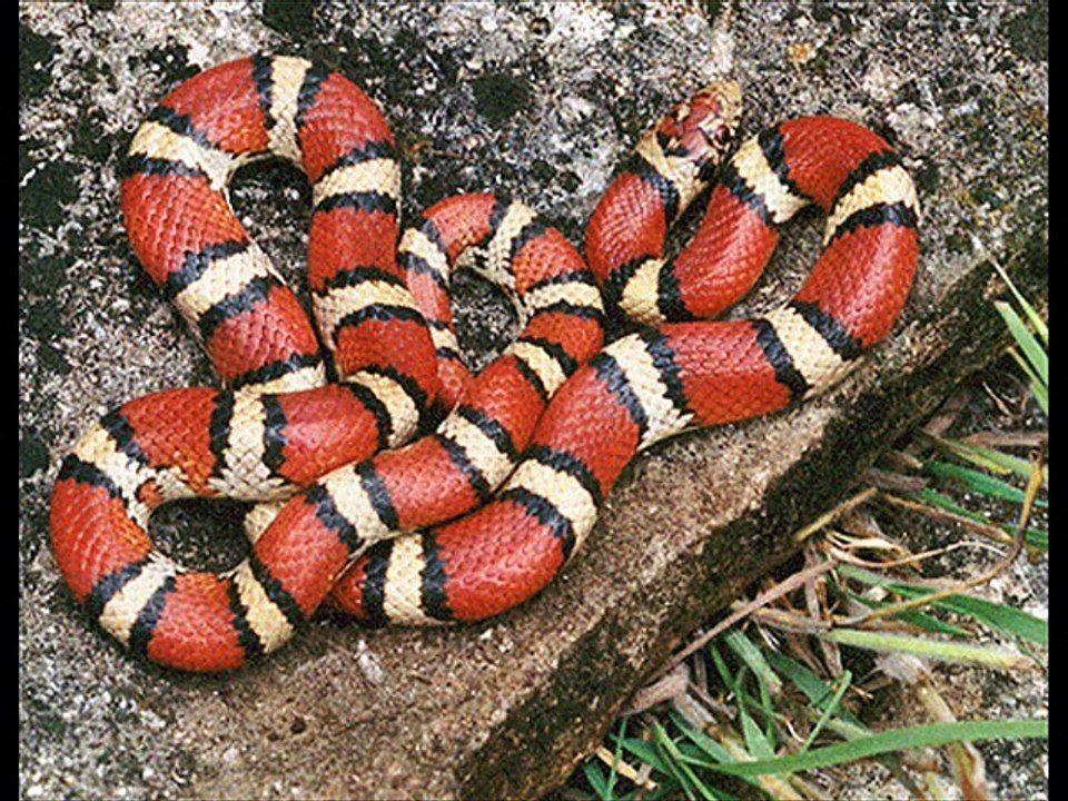 Brazilian coral snake Kingdom Of Snakes