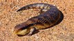Asian pipe snake Kingdom Of Snakes