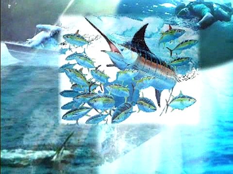 Guy Harvey Tagging Marlin