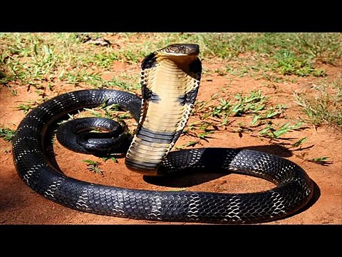 Asian cobra Kingdom Of Snakes