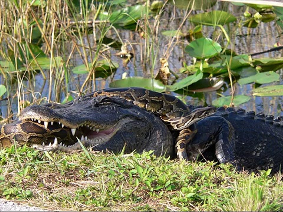 Eastern coral snake Kingdom Of Snakes