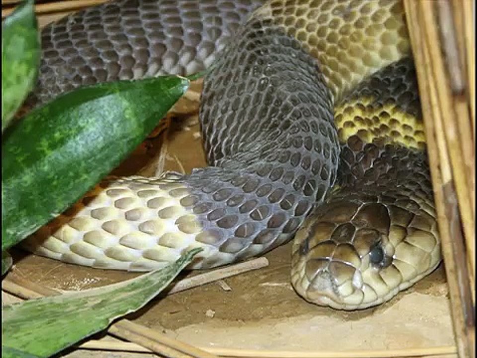 Egyptian cobra Kingdom Of Snakes