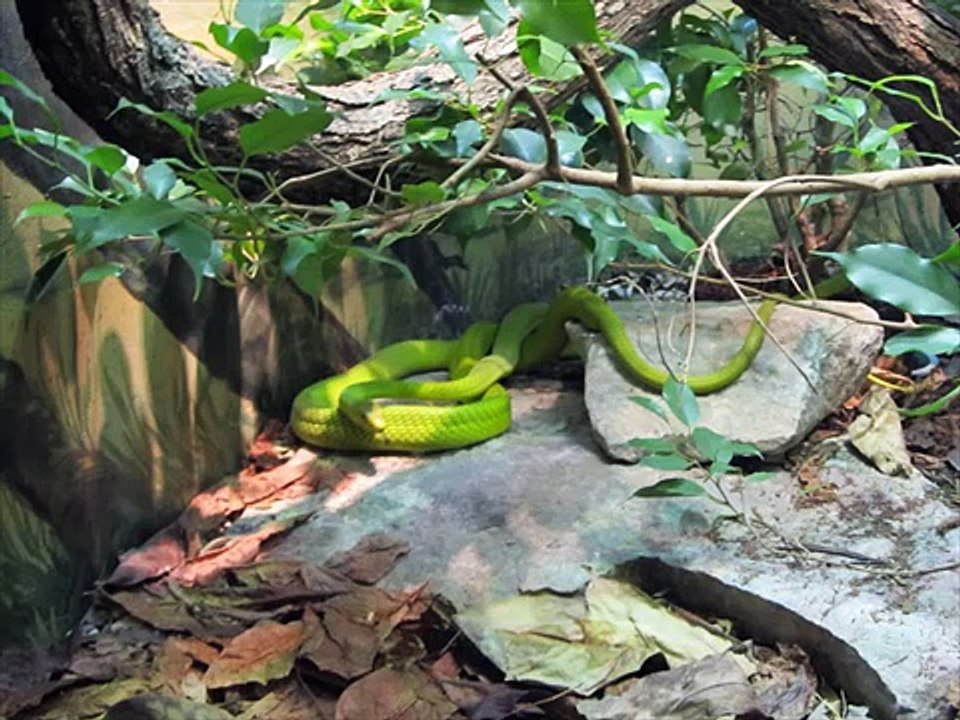 Green mamba Kingdom Of Snakes